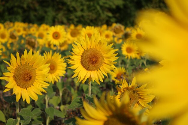 Close-up of yellow flowering plant on field