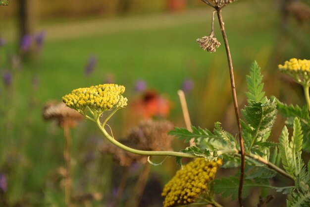 Foto close-up di una pianta a fiore giallo sul campo