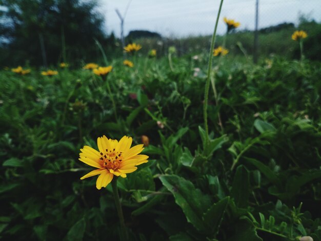 Close-up of yellow flowering plant on field