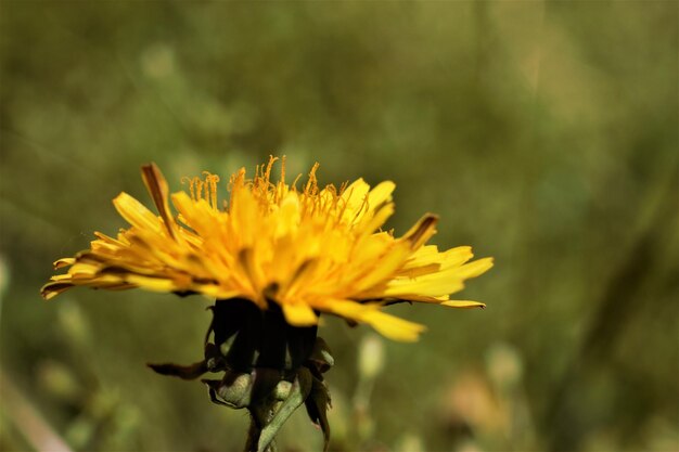 畑で黄色い花を ⁇ かせる植物のクローズアップ