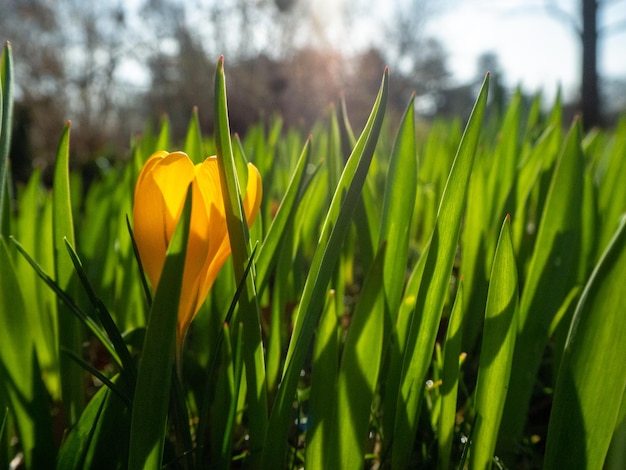 Close-up of yellow flowering plant on field