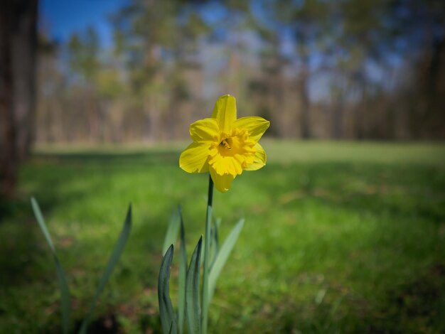 Photo close-up of yellow flowering plant on field