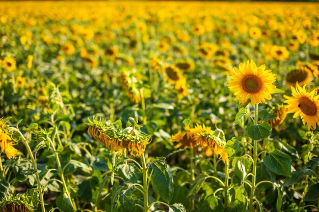 Close-up of yellow flowering plant on field