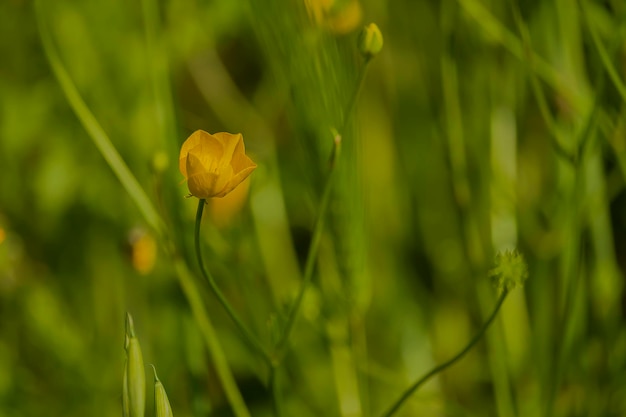 Close-up of yellow flowering plant on field