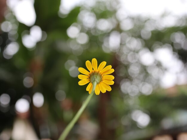 Foto close-up di una pianta a fiori gialli sul campo