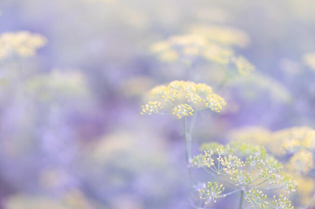 Close-up of yellow flowering plant on field