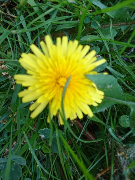 Close-up of yellow flowering plant on field