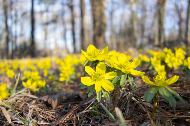 Close-up of yellow flowering plant on field