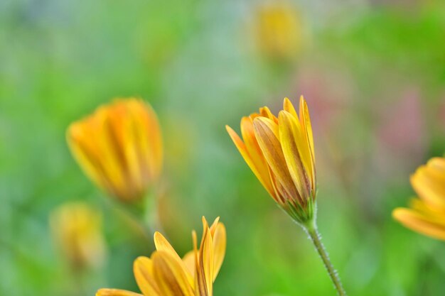 Close-up of yellow flowering plant on field