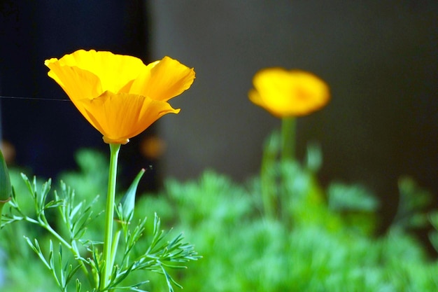 Close-up of yellow flowering plant on field