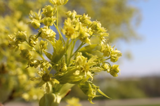 Foto close-up di una pianta a fiori gialli sul campo