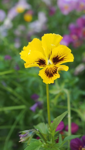 Close-up of yellow flowering plant on field