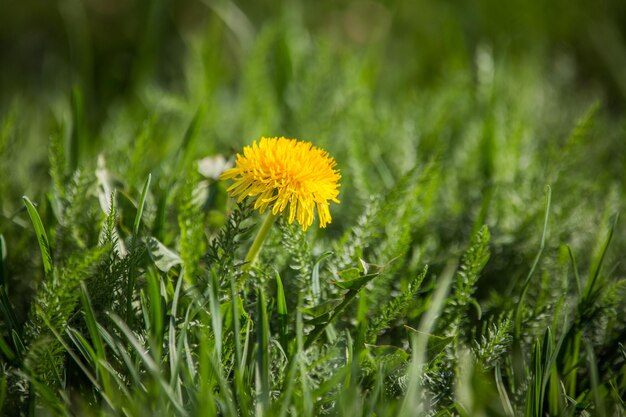 Foto close-up di una pianta a fiori gialli sul campo