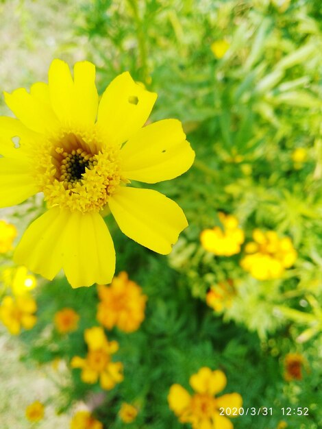 Close-up of yellow flowering plant on field