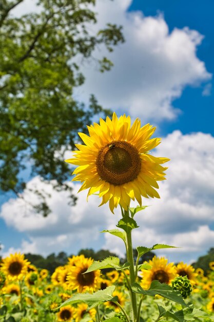 Close-up of yellow flowering plant on field