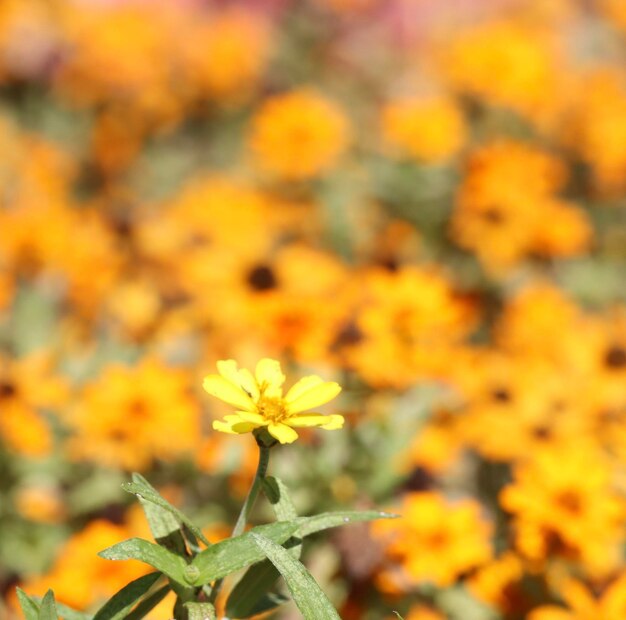 Close-up of yellow flowering plant on field