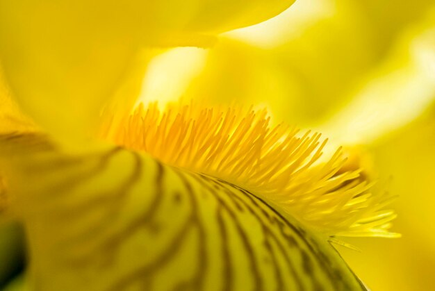 Close-up of yellow flowering plant iris