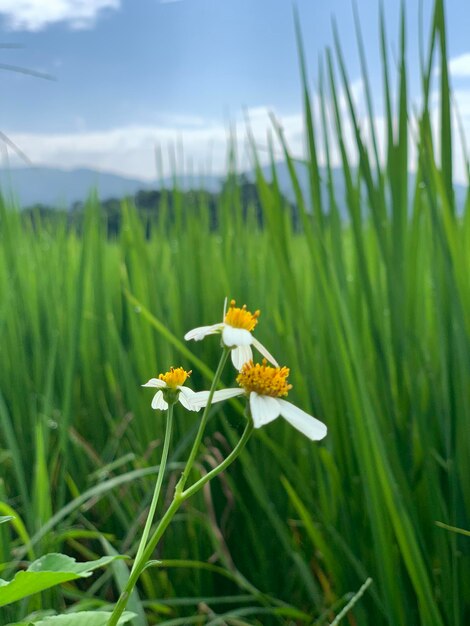 陸上の黄色い花の植物のクローズアップ