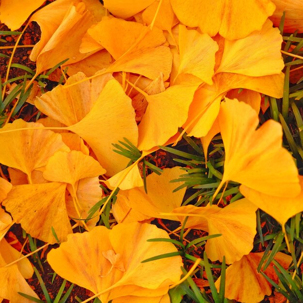 Close-up of yellow flowering plant leaves during autumn