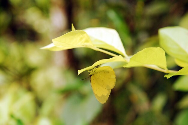 Close-up of yellow flowering plant leaves