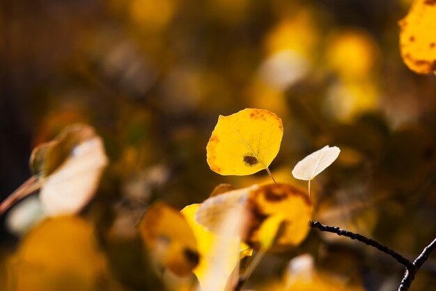 Close-up of yellow flowering plant leaves