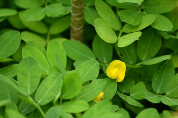 Close-up of yellow flowering plant leaves