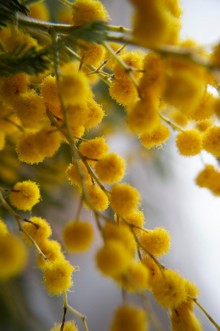 Photo 黄色い花の植物ミモサのクローズアップ