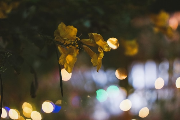 Foto close-up di una pianta a fiori gialli di notte