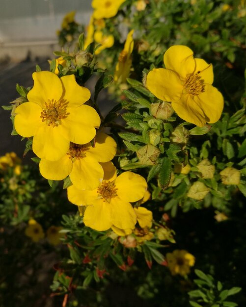 Close-up of yellow flowering plant in park