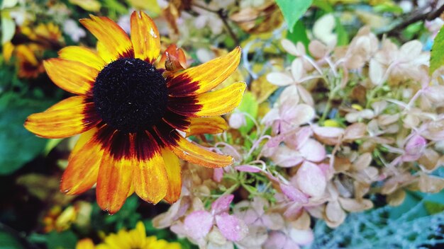 Close-up of yellow flowering plant in park