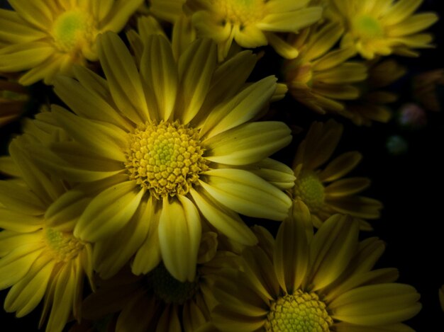 Photo close-up of yellow flowering plant in park