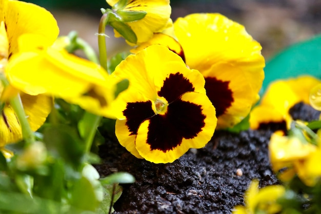 Close-up of yellow flowering plant in park