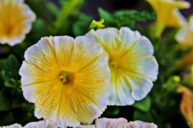 Foto close-up di una pianta a fiori gialli nel parco