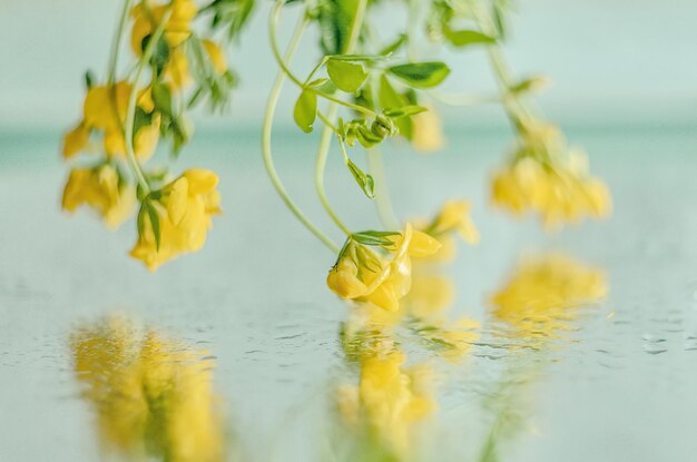 テーブル上の黄色い花の植物のクローズアップ