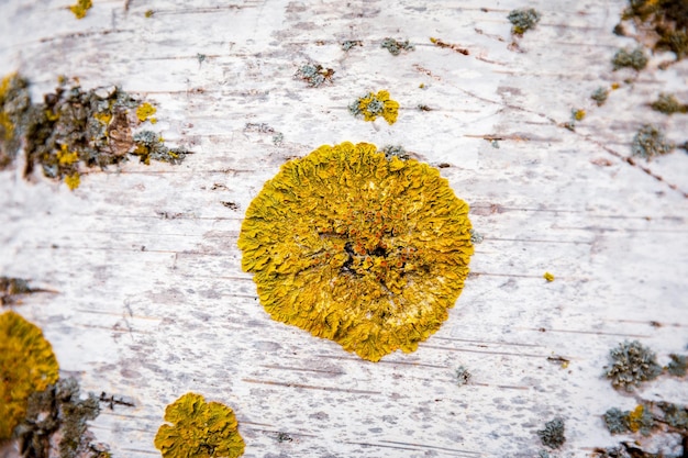 Photo close-up of yellow flowering plant on tree trunk