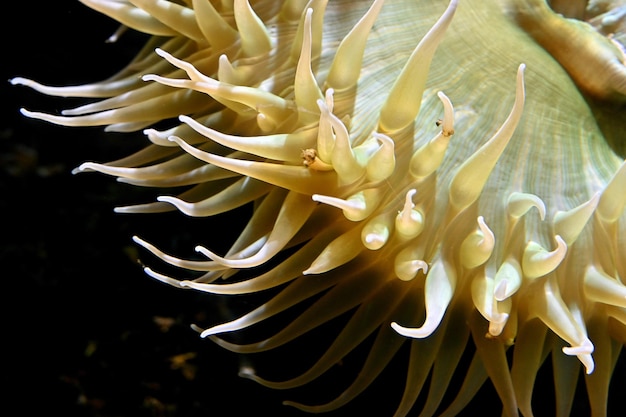 Close-up of yellow flowering plant underwater