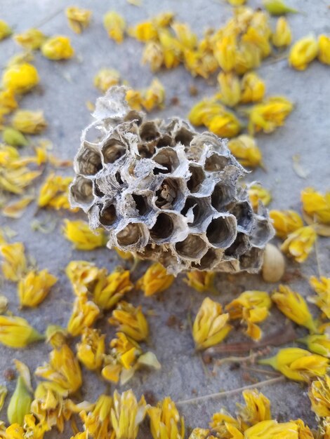 Foto prossimo piano di una pianta a fiori gialli