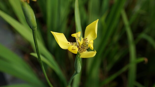 Foto prossimo piano di una pianta a fiori gialli