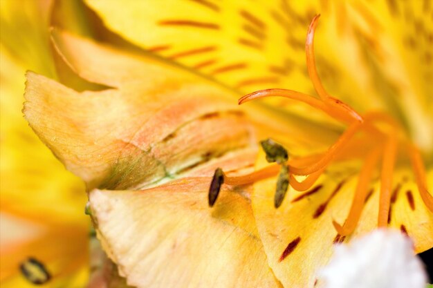 Close-up of yellow flowering plant