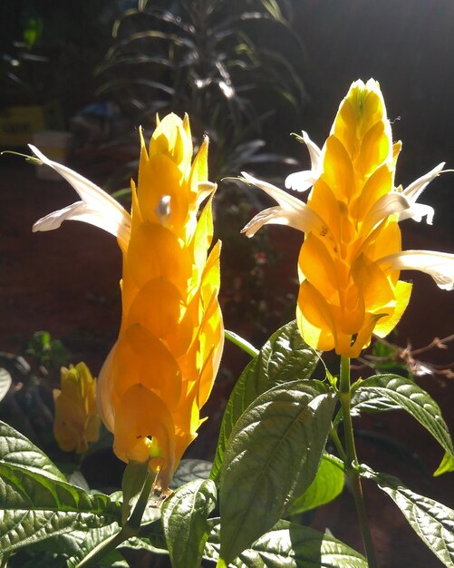 Close-up of yellow flowering plant