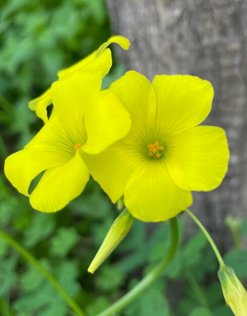 Close-up of yellow flowering plant