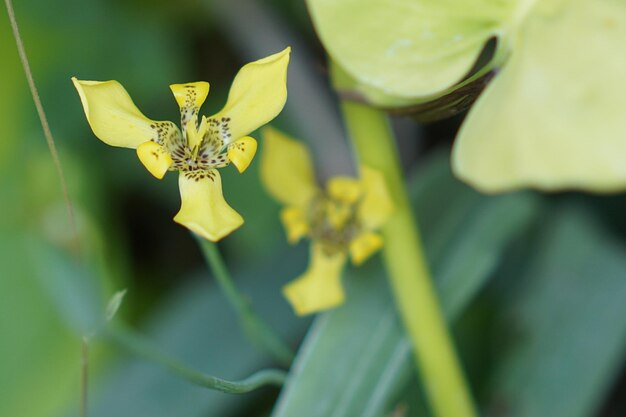 Close-up of yellow flowering plant