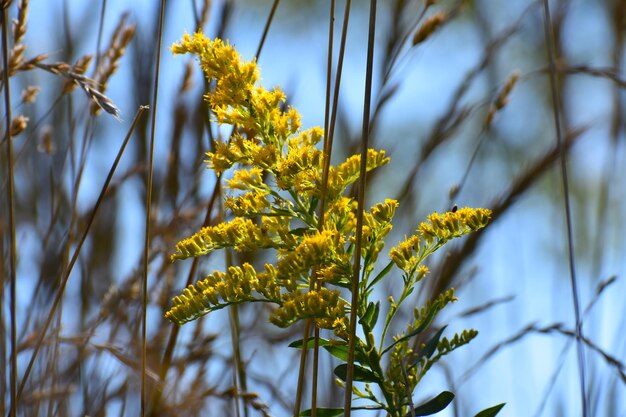 Photo close-up of yellow flowering plant