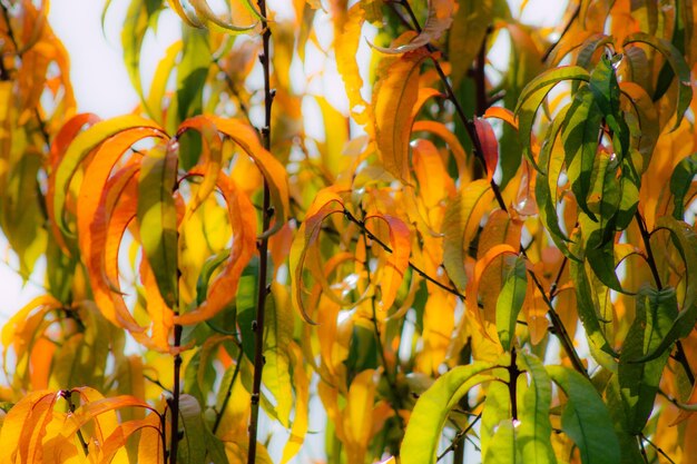 Close-up of yellow flowering plant