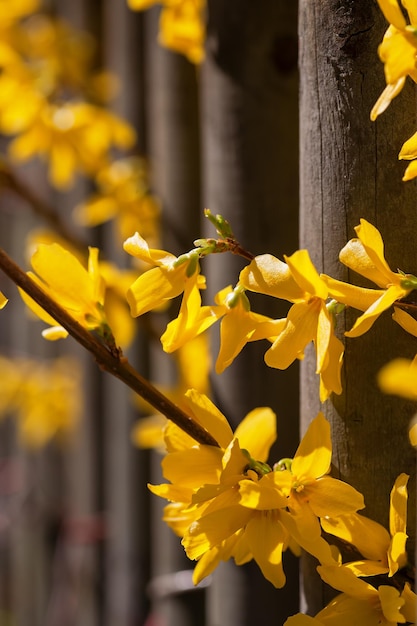 Photo close-up of yellow flowering plant