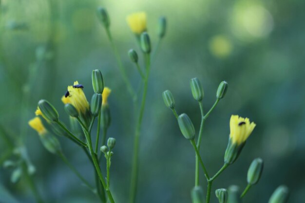 黄色い花の植物のクローズアップ