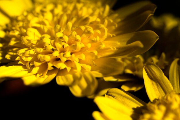 Close-up of yellow flowering plant