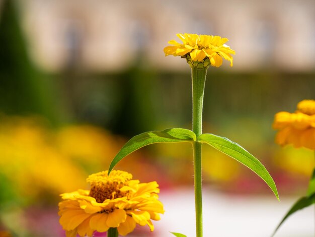 Close-up of yellow flowering plant