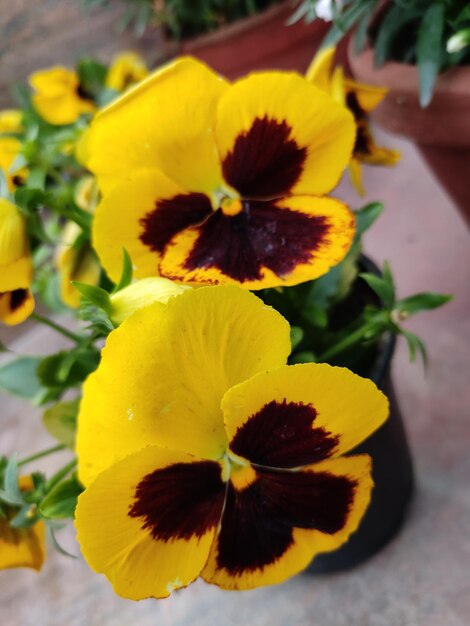 Close-up of yellow flowering plant