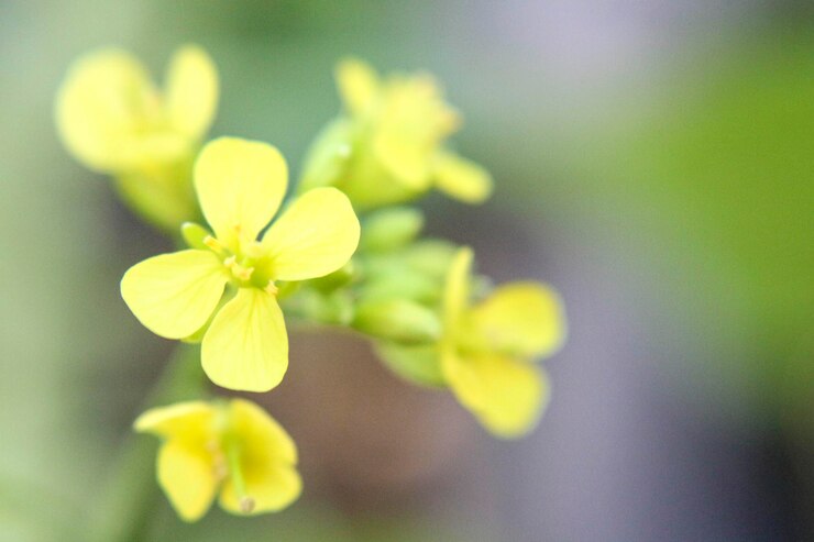 Photo 黄色い花の植物のクローズアップ
